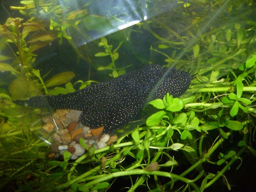 Star Light Bristlenose Pleco.jpg