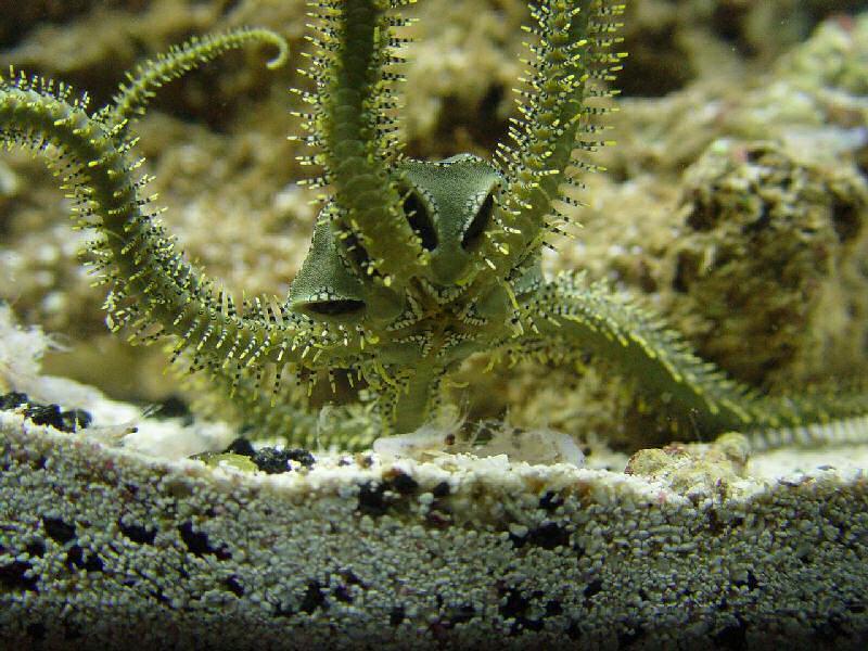 starfish2predforum.jpg