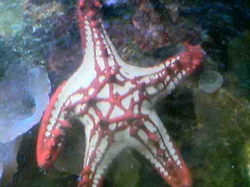 Starfish_UPLOAD.jpg