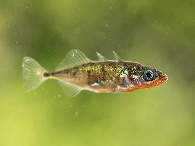 stickleback-male[1].jpg