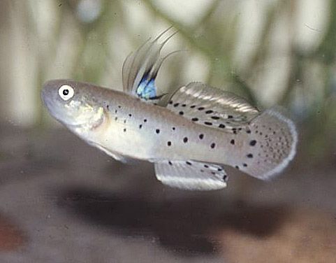 Stigmatogobius_sadanundio__hane.jpg