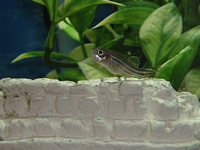 sucky_and_zebra_danios_015.jpg