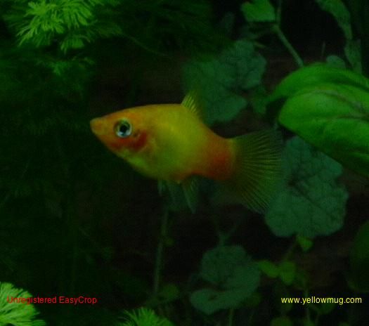 Sunset_Platy.jpg