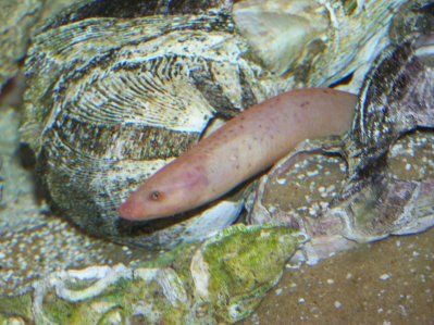 swamp_eel_5.jpg