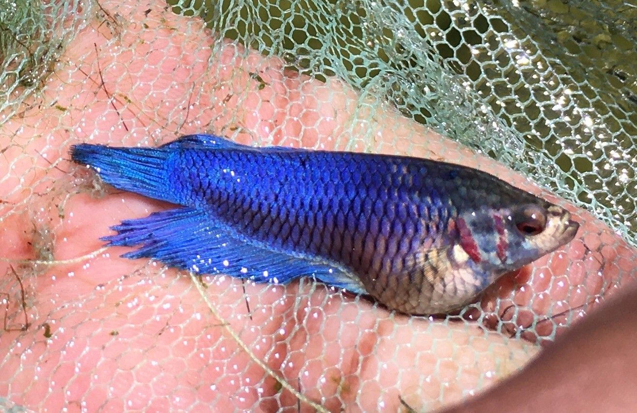 swollen betta2.JPG