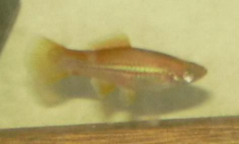 Swordtail.jpg