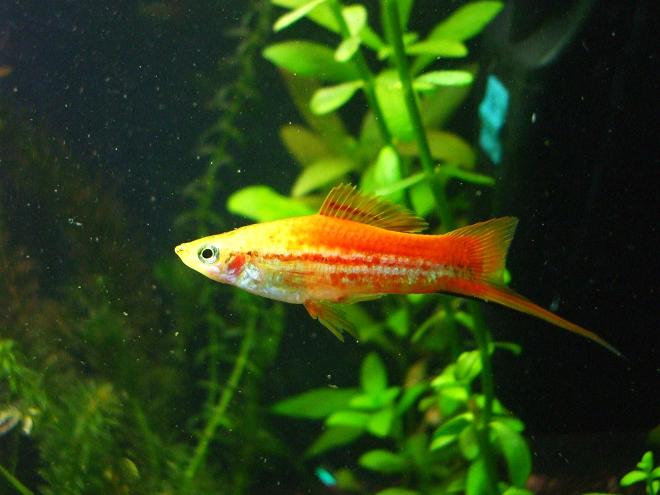 Swordtail.JPG