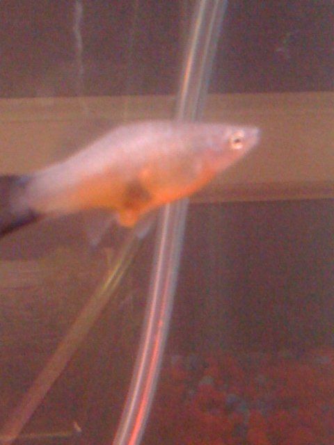 swordtail.jpg