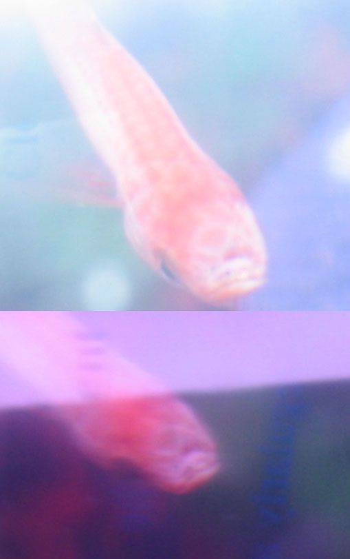 Swordtail.jpg