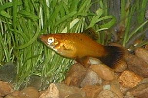 Swordtail.JPG