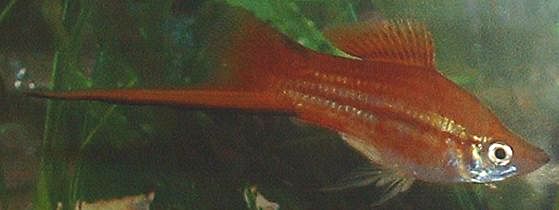 Swordtail1.jpg