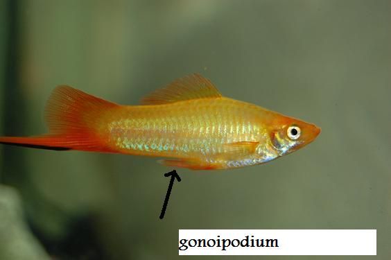 swordtail2.jpg