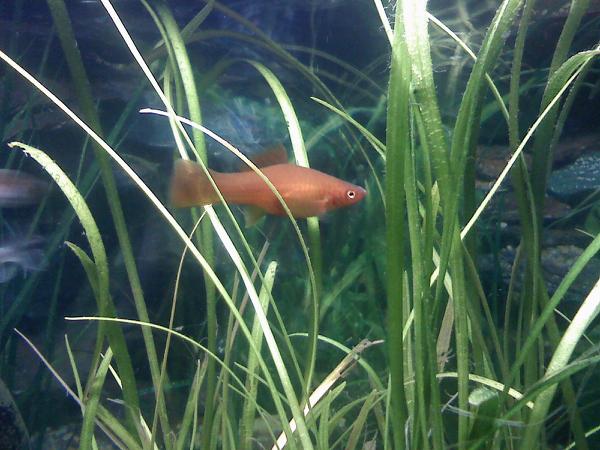 swordtail2.jpg