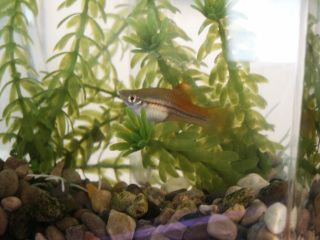 Swordtail_2ss.jpg