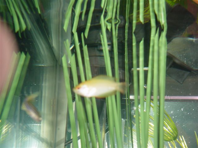 Swordtail__Honey_Gourami_and_Tank_007.jpg