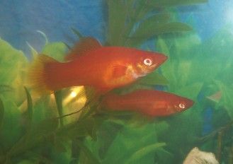 swordtails29.jpg