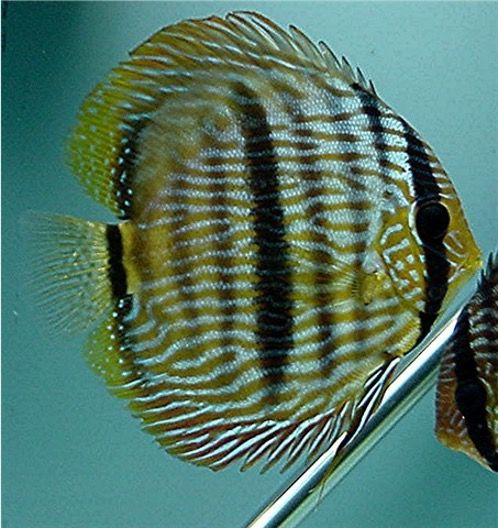 Symphysodon discus Wild Heckel Lat.jpg