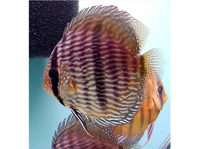 Symphysodon discus Wild Heckel LatB.jpg