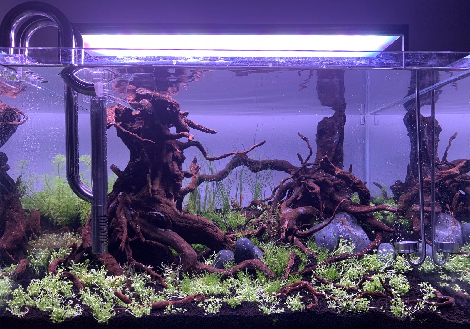 tank planted.jpg