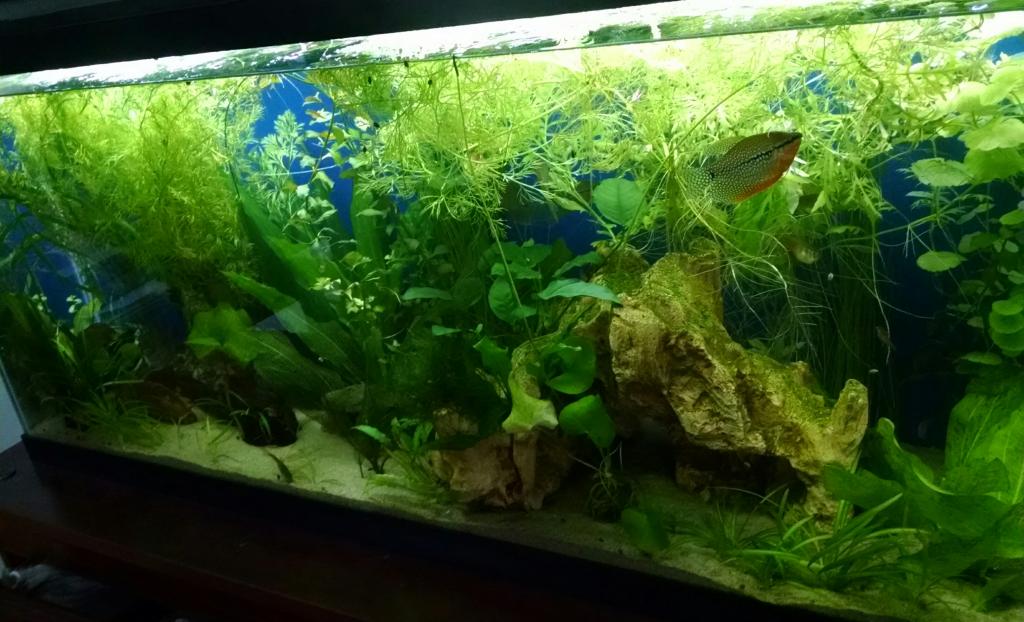 tank28-15-16.jpg