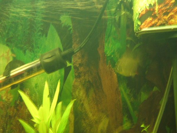 tank_with_my_fish_that_seem_very_happy_008.jpg