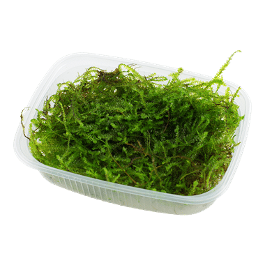 Taxiphyllum bogor moss.png