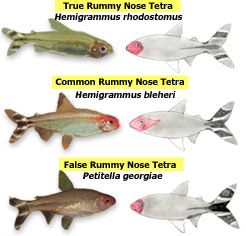 tfh_rummynose_tetras.jpg