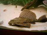 th_Pleco.jpg