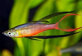 threadfin rainbows.jpg