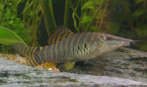 tiger loach2.jpg