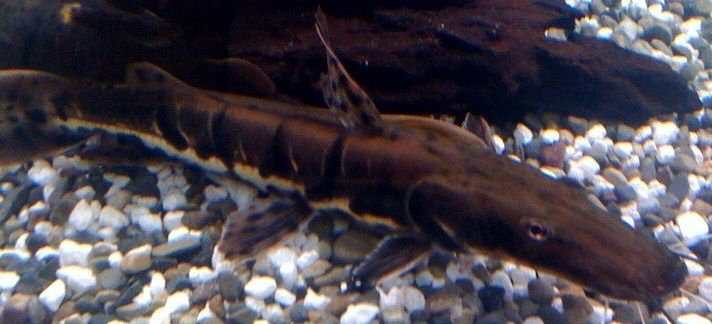 tiger_shovelnose_catfish.jpg