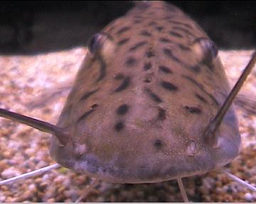 tiger_shovelnose_catfish_4.jpg