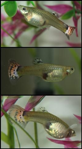 tigerguppy (Small).jpg