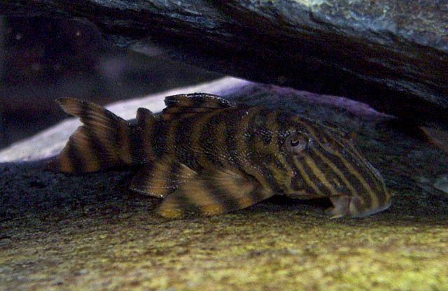 tigerplec.jpg