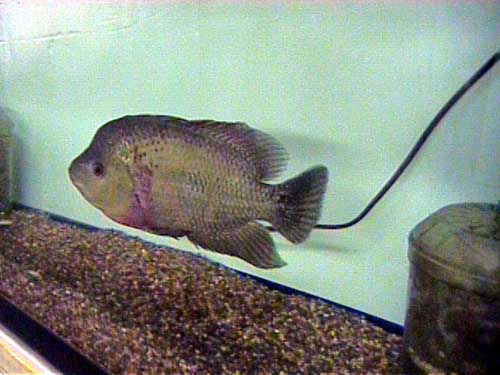 trimaculatus_1_6.13.03.JPG