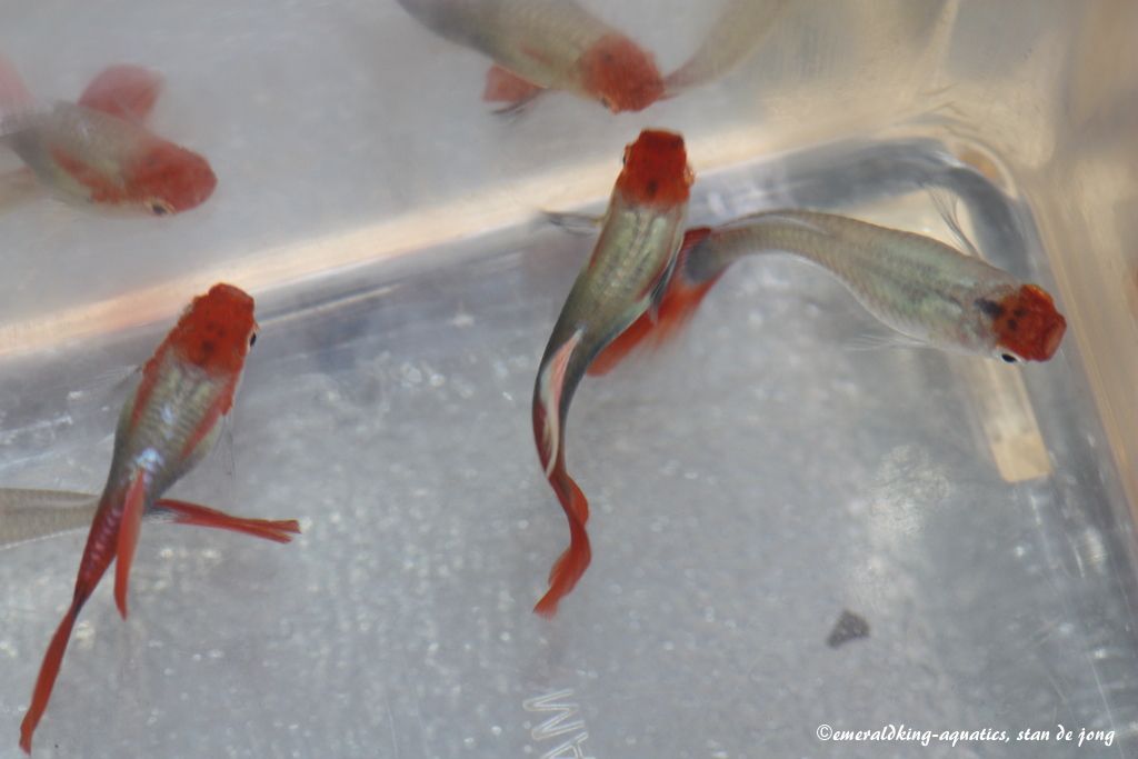 tuxedo red koi guppy 036.jpg