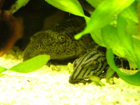 two_plecs_S.jpg