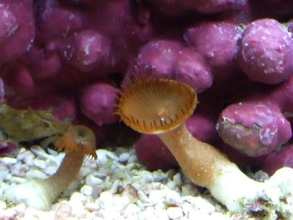 two_polyps.JPG