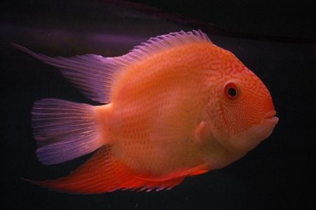 unamed orange fish.jpg