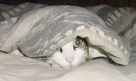 undercoverkitty.jpg