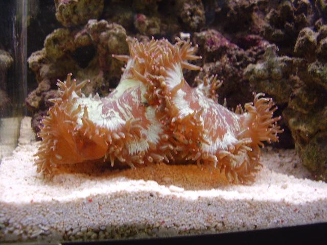 uniformcoral.JPG