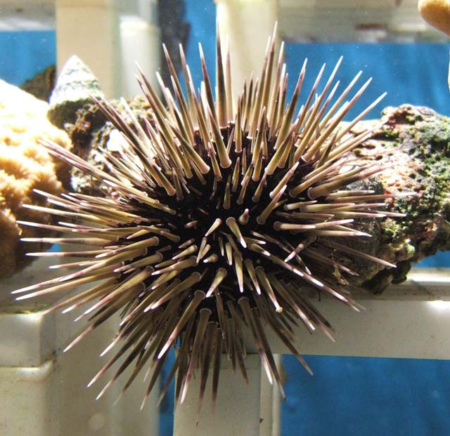 urchin.jpg