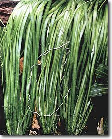 Vallisneria_Spiralis.jpg