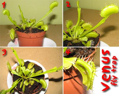 Venusflytrap.jpg