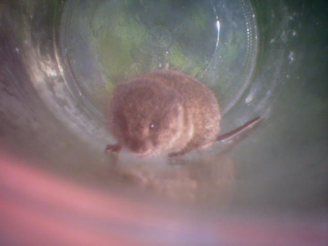 Vole_at_the_back_of_jar.jpg