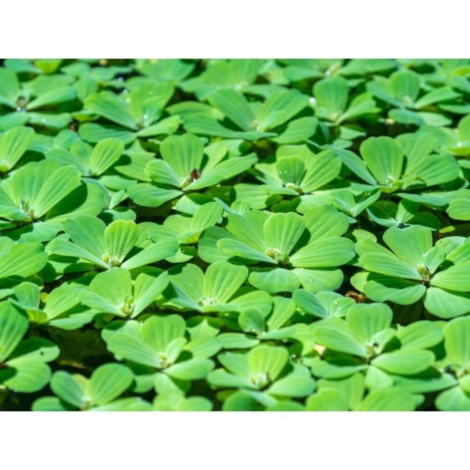 Water Lettuce - Pista Stratiotes.jpg