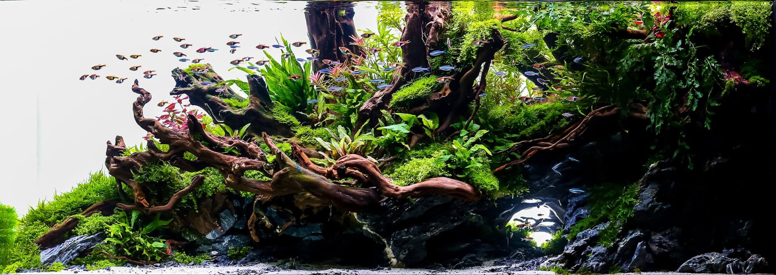 what-is-aquascaping-learn-aquascaping.jpg