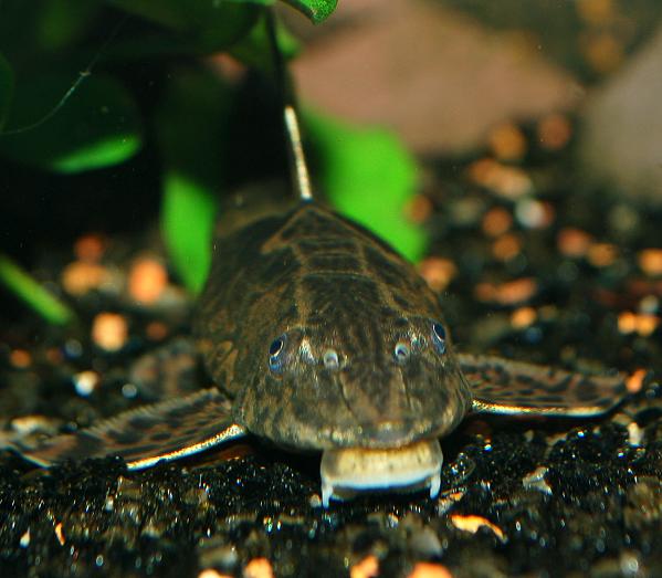 Whiptail_headview_femaleWeb.JPG