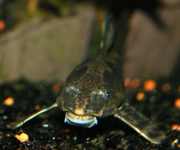 Whiptail_headview_maleWeb.JPG