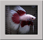 White_And_Red_Butterfly_Betta.gif